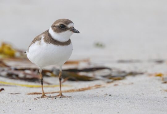 Volunteers sought to help protect shorebirds