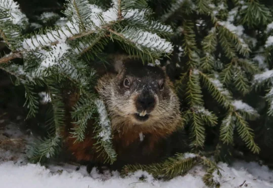 Head of wildlife association defends cancelling Groundhog Day events