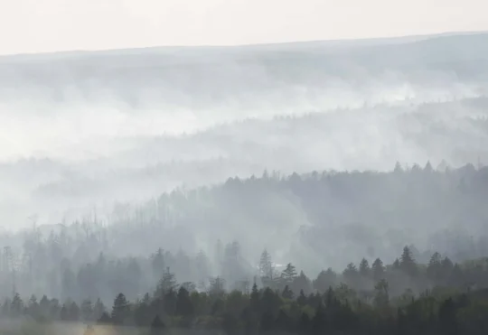 Province seeking information on 2023 Tantallon wildfire