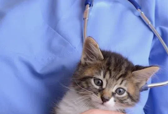 New vet assistants ready to join workforce, fill gaps
