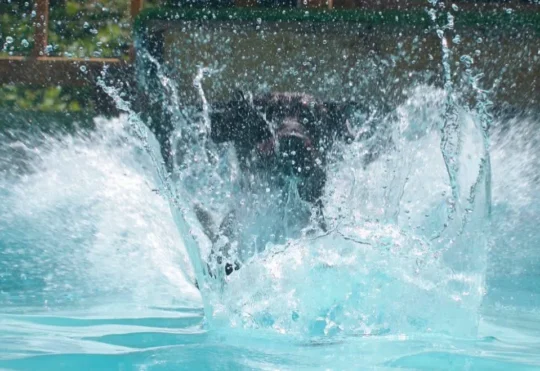 N.S. doggy splash pad bursting with popularity
