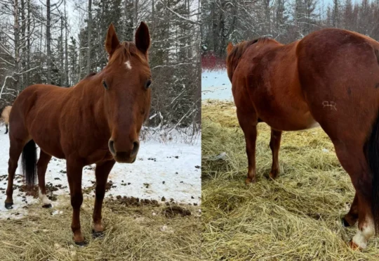Mounties searching for horse stolen in Hardwicke