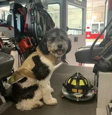 Riverview Fire and Rescue therapy dog invited for training in U.S.
