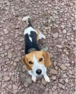 Hunt underway for dog at crash site near Havelock