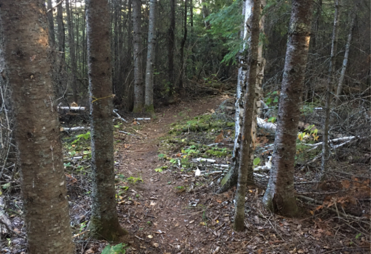 City working on Active Transportation Master Plan