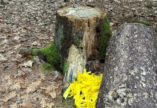 Flagging removed from tree research project in Bridgewater