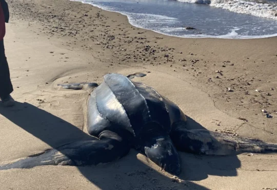 Help needed for sea turtles blocked by the Canso Causeway