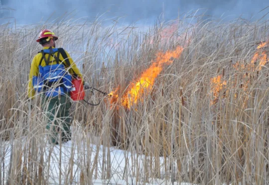 Prescribed burns planned for Rainy Lake area
