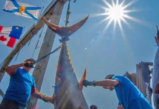 Over 20 tuna caught in Wedgeport Tuna Tournament