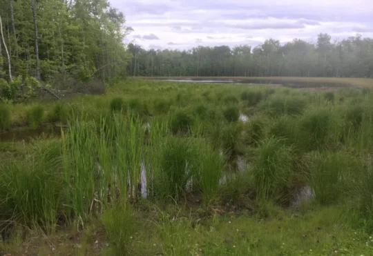 Wetlands conservation in the city receiving a boost