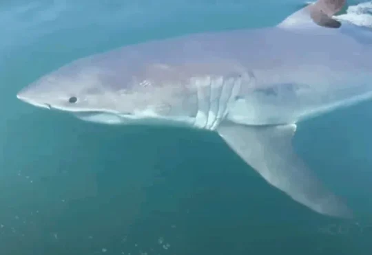 Volunteers wanted for groundbreaking white shark study in Passamaquoddy Bay