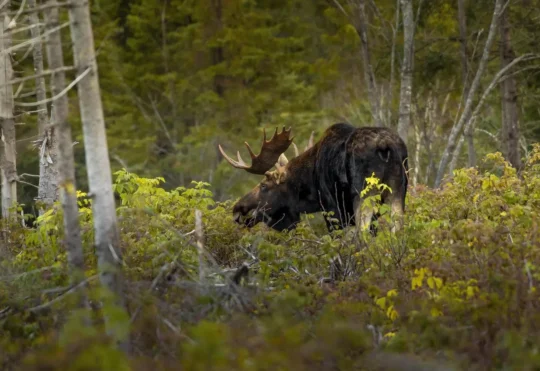 Nature Conservancy of Canada returns to N.B. after decade