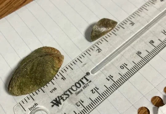 Border waters identified as zebra mussel infested