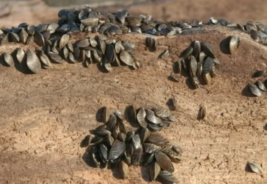 Zebra mussels threaten Saint John River ecosystem, economy