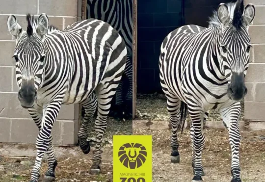 Pair of zebras arrive at Magnetic Hill Zoo